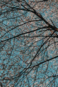 Low angle view of bare tree against blue sky