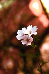 Close-up of white cherry blossom