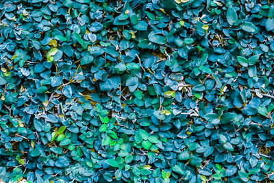 Full frame shot of ivy growing on wall