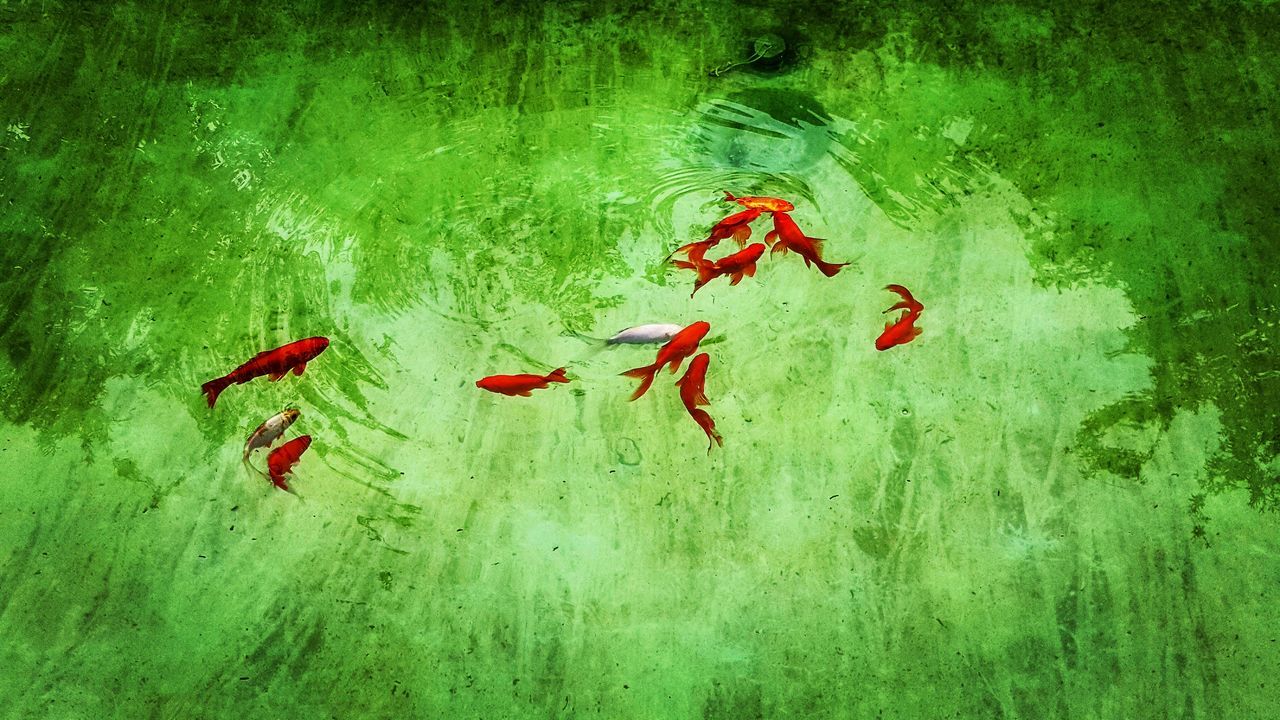 green, high angle view, red, water, nature, day, leaf, no people, group of animals, outdoors, animal, animal wildlife, painting, animal themes, wildlife, swimming, jungle, plant, reflection