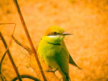 Close-up of bird perching on plant