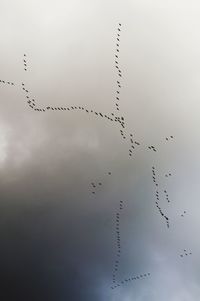 Silhouette birds flying against sky