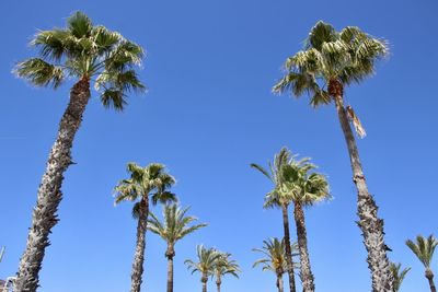 Low angle view of palm trees against clear sky