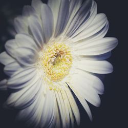 Close-up of flower against blurred background