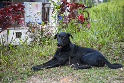 Black dog sitting on grass