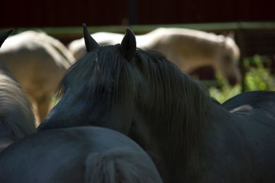 Close-up of horse