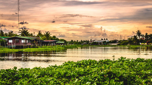 Trees against cloudy sky at sunset