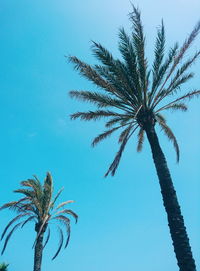 Low angle view of palm tree against clear blue sky