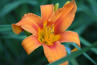 Close-up of orange day lily blooming outdoors