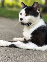 Close-up of a cat looking away