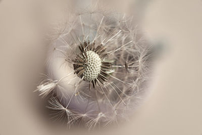 Close-up of dandelion on plant