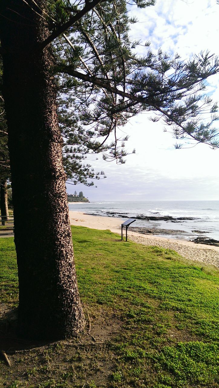 tree, sea, water, grass, tranquility, tranquil scene, horizon over water, scenics, sky, tree trunk, beauty in nature, nature, beach, shore, growth, branch, idyllic, day, sunlight, incidental people