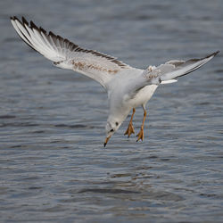 Black headed gull diving into pond