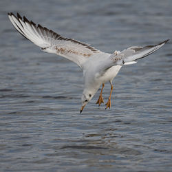 Seagull flying over sea