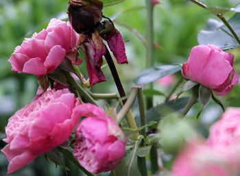 Close-up of pink flowers