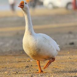 Close-up of seagull