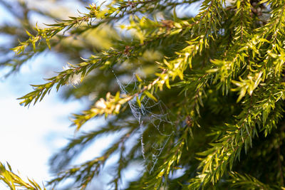 Close-up of pine tree branch