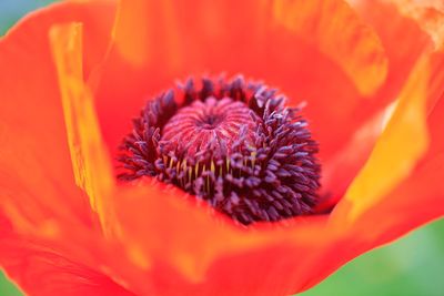 Close-up of orange poppy blooming outdoors