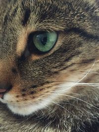 Close-up portrait of cat