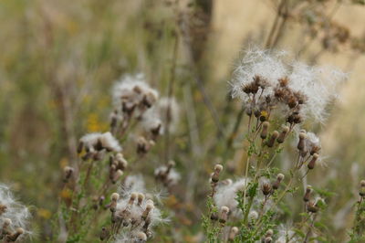 Close-up of dandelion flower on field