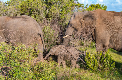 View of elephant on land