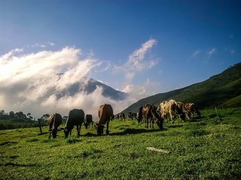 Cows grazing on field against sky