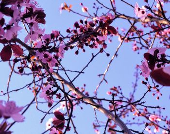 Low angle view of cherry blossoms against sky