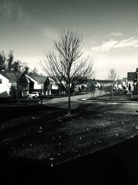 Bare trees against the sky