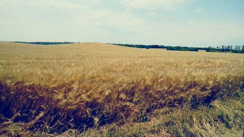 Scenic view of agricultural field against sky