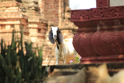Statue of a horse