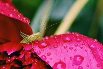 Close-up of insect and raindrops on pink flower