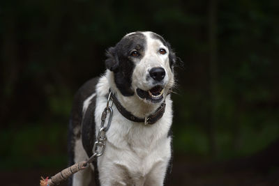 Close-up portrait of dog sticking out tongue outdoors