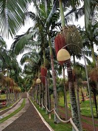 Panoramic shot of palm trees in park against sky