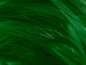 Full frame shot of green leaves