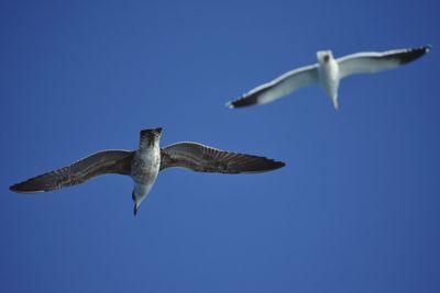 Low angle view of seagull flying against clear blue sky