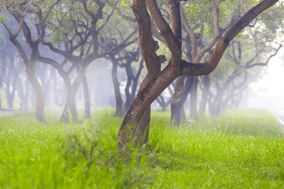 Scenic view of trees on field