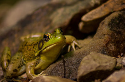 Portrait of frog on rock