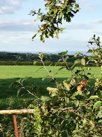 Close-up of fresh green tree in field against sky