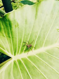 Close-up of spider on leaf