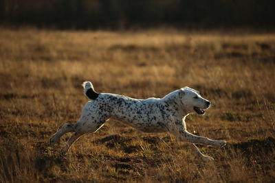 Side view of a horse on field