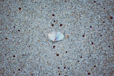 High angle view of shells on beach