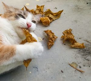 High angle view of cat lying down