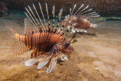 Close-up of fishes swimming in sea