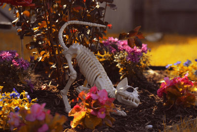 Close-up of flowering plants against blurred background
