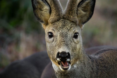 Close-up portrait of deer