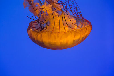 Close-up of jellyfish against blue background