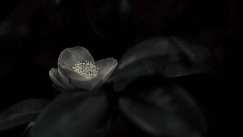 Close-up of flower against black background