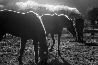 Horse grazing on field