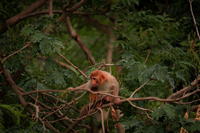 Monkey on tree in forest