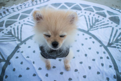 High angle view portrait of dog